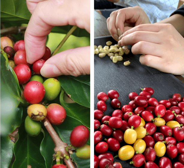 コーヒー豆収穫体験